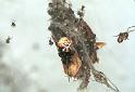 Parasteatoda_lunata_F2132_Z_85_Les Gris_Frankrijk